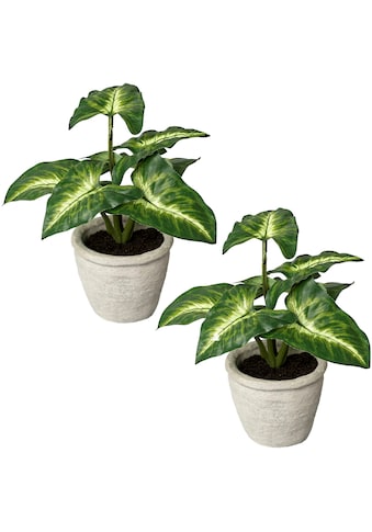 Creativ green Künstliche Zimmerpflanze »Blattpflanze Syngonium«, (2 St.), im... kaufen