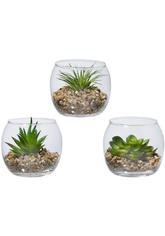 Creativ green Kunstpflanze »Sukkulenten«, (3 St.), im Set, im Glasgefäß kaufen