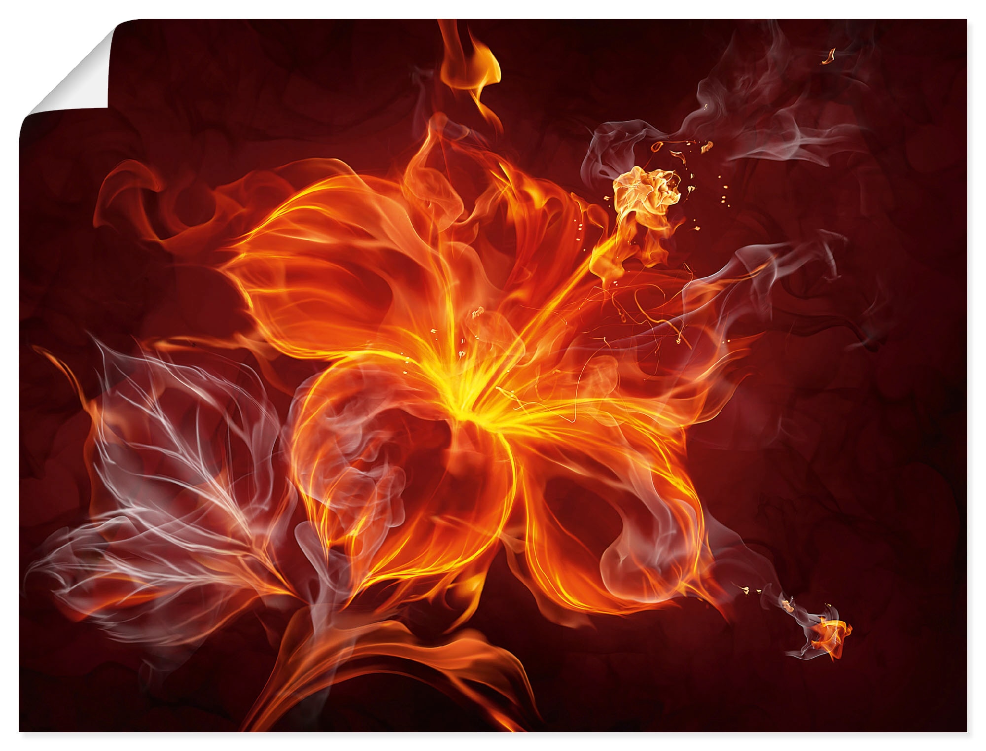 Artland Wandbild »Feuerblume« Blumen 1 Stk. tlg. als Leinwandbild, Poster in verschied. Größen