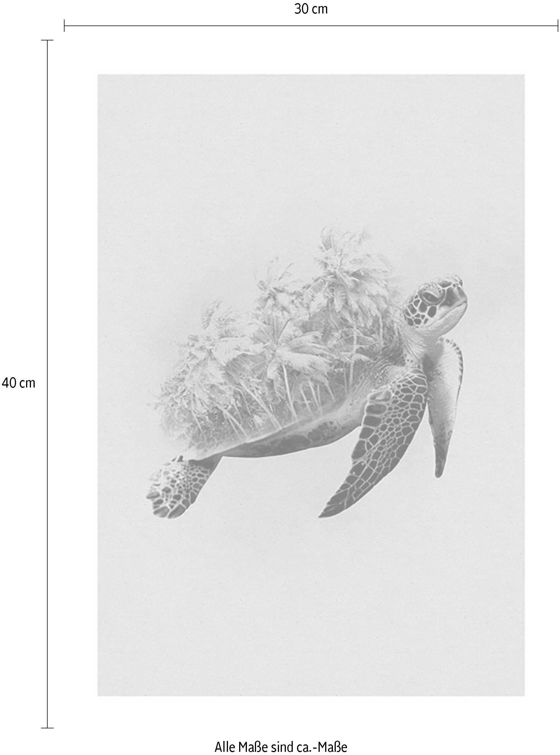 Komar Poster »Animals Paradise Turtle«, Tiere, (1 St.), Kinderzimmer, Schlafzimmer, Wohnzimmer