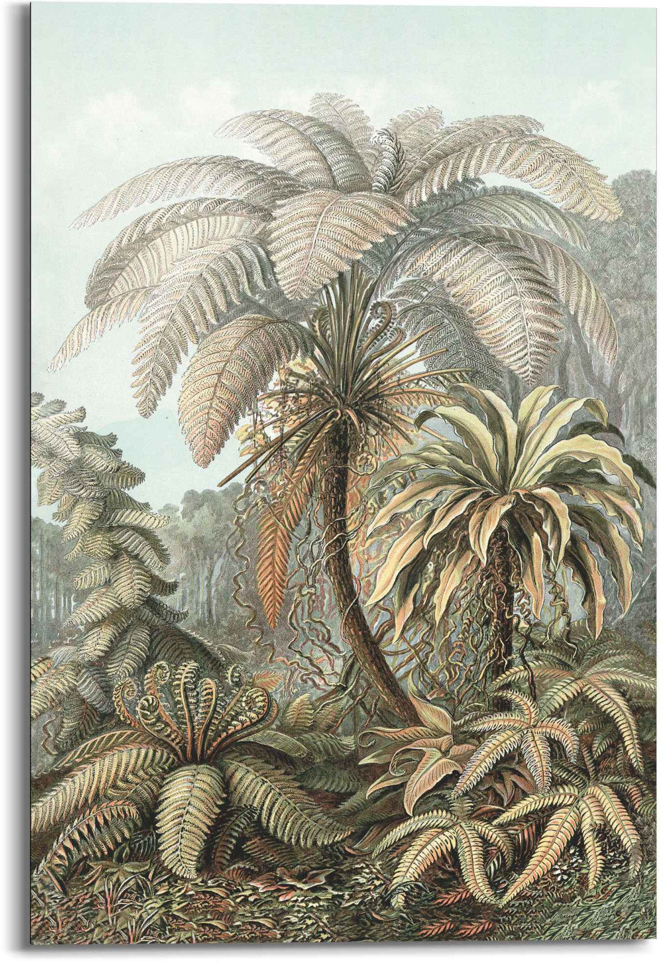 Reinders! Wandbild »Wandbild Art of Nature Filicina - Ernst Haeckel - Dschungel - Botanisch - Palmen«, Natur, (1 St.)