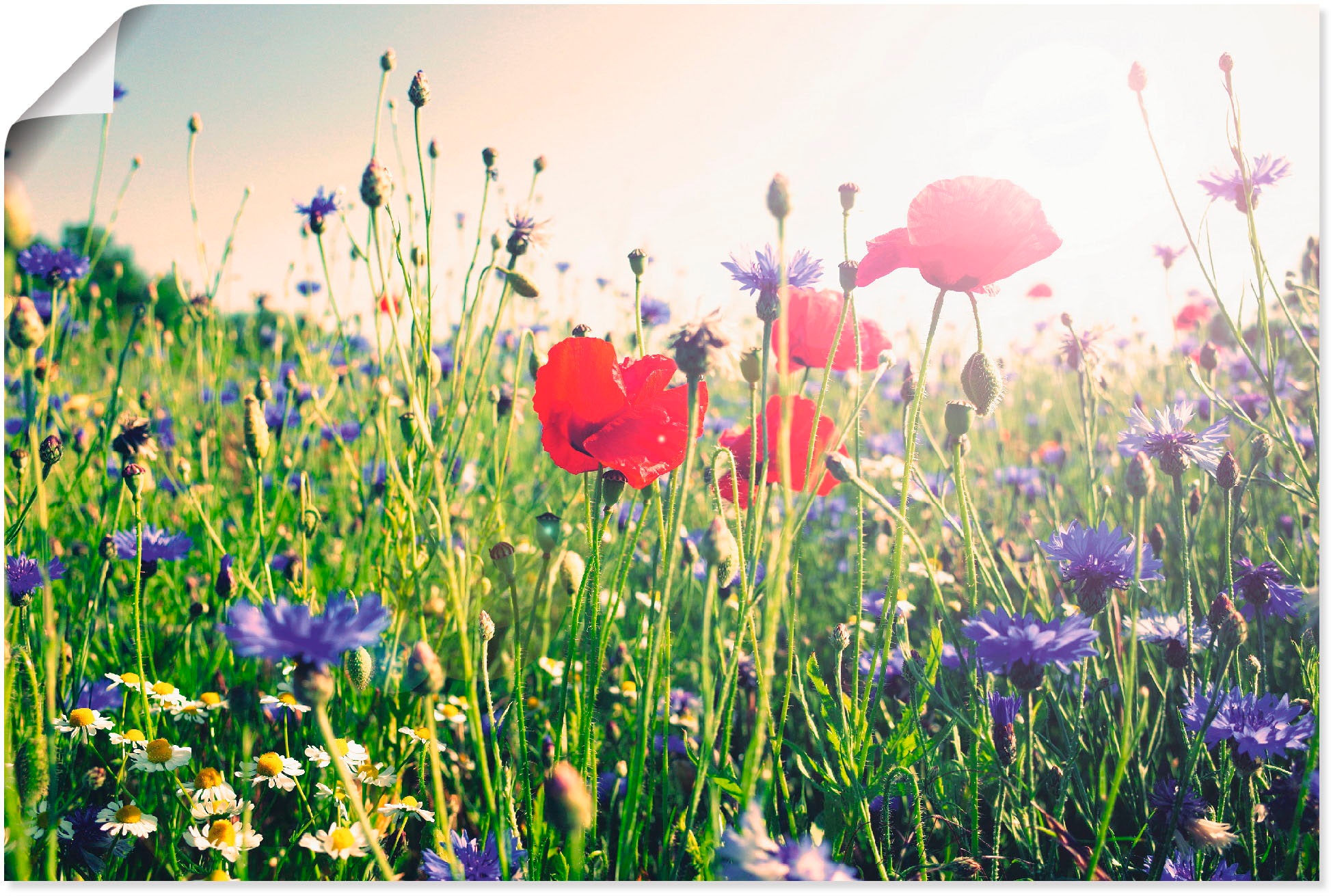 Artland Wandbild »Mohnblume im Feld«, Blumen, (1 St.), in vielen Größen & Produktarten - Alubild / Outdoorbild für den Außenbereich, Leinwandbild, Poster, Wandaufkleber / Wandtattoo auch für Badezimmer geeignet