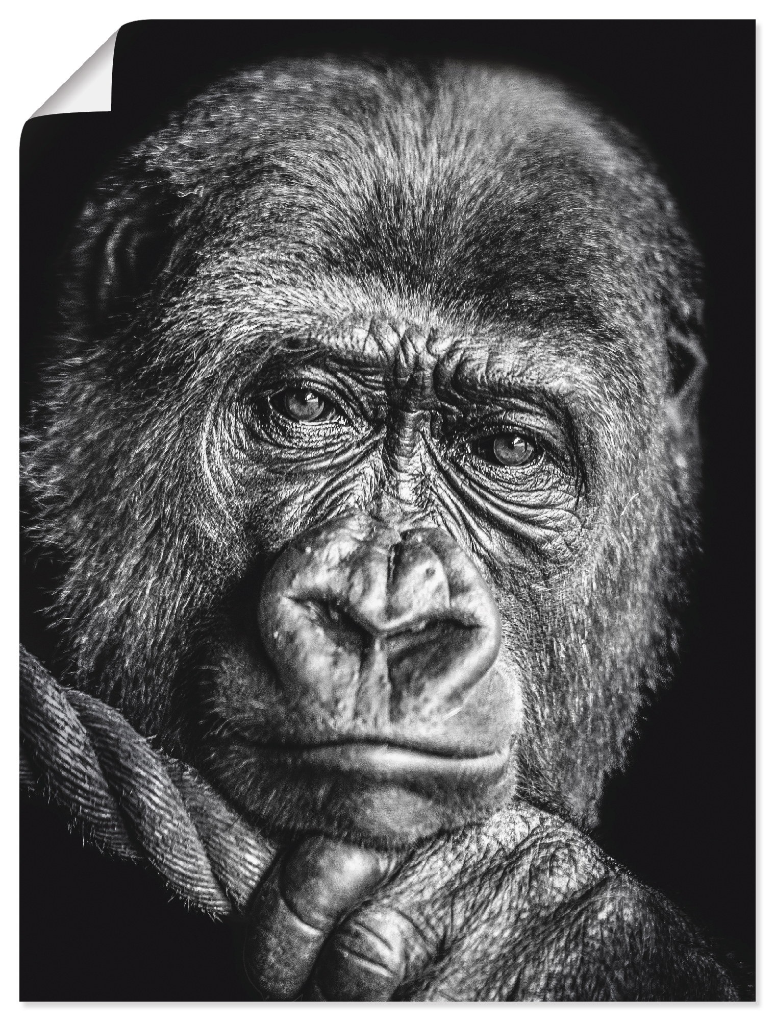 Artland Wandbild »Gorilla«, Wildtiere, (1 St.), in vielen Größen & Produktarten - Alubild / Outdoorbild für den Außenbereich, Leinwandbild, Poster, Wandaufkleber / Wandtattoo auch für Badezimmer geeignet