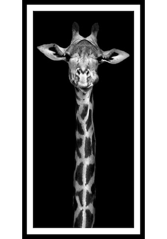 Spiegelprofi GmbH Bild »Giraffe«, hochwertiger Kunstdruck, Rahmen schwarz kaufen