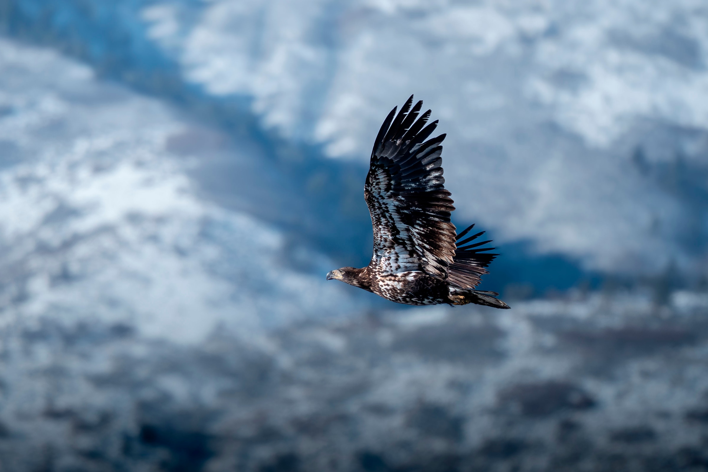 OM SYSTEM Objektiv »M.Zuiko Digital ED 100-400mm F5.0-6.3 IS II«