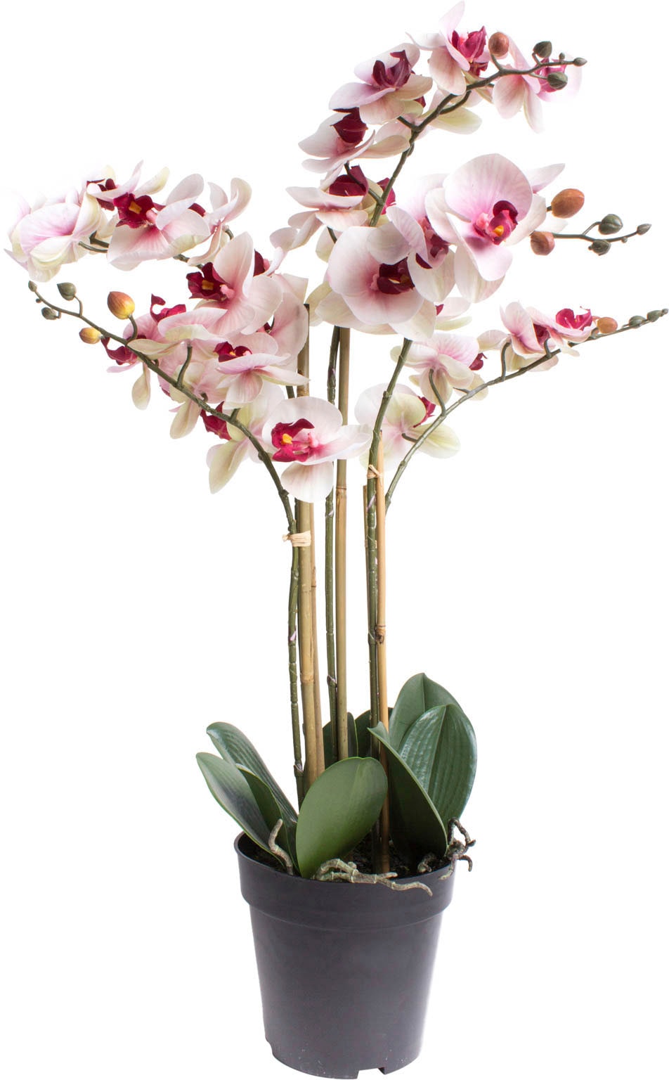 Botanic-Haus Shop Online im (1 St.) Kunstorchidee »Orchidee OTTO Bora«,
