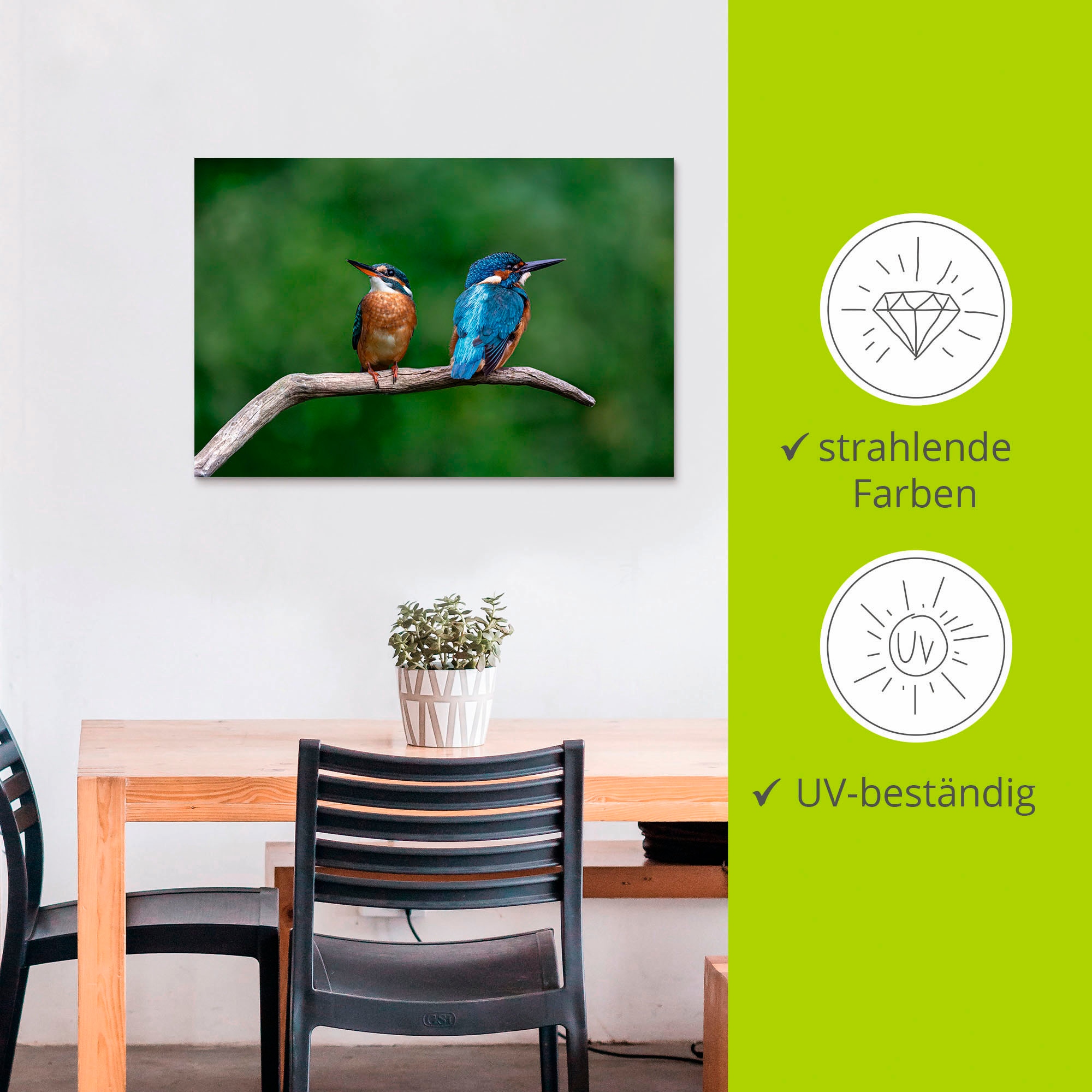 Artland Wandbild »Zwei Eisvogel«, Vogelbilder, (1 St.), als Alubild, Outdoorbild, Poster in verschied. Größen
