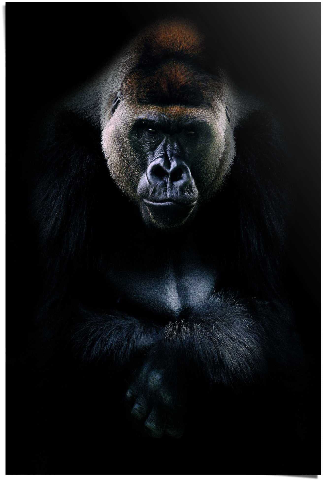 Poster »Gorilla Gorilla«, (1 St.)