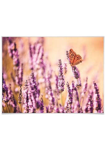 Poster »Schmetterling Lavendel«, Schmetterlinge, (Set, 1 St.)