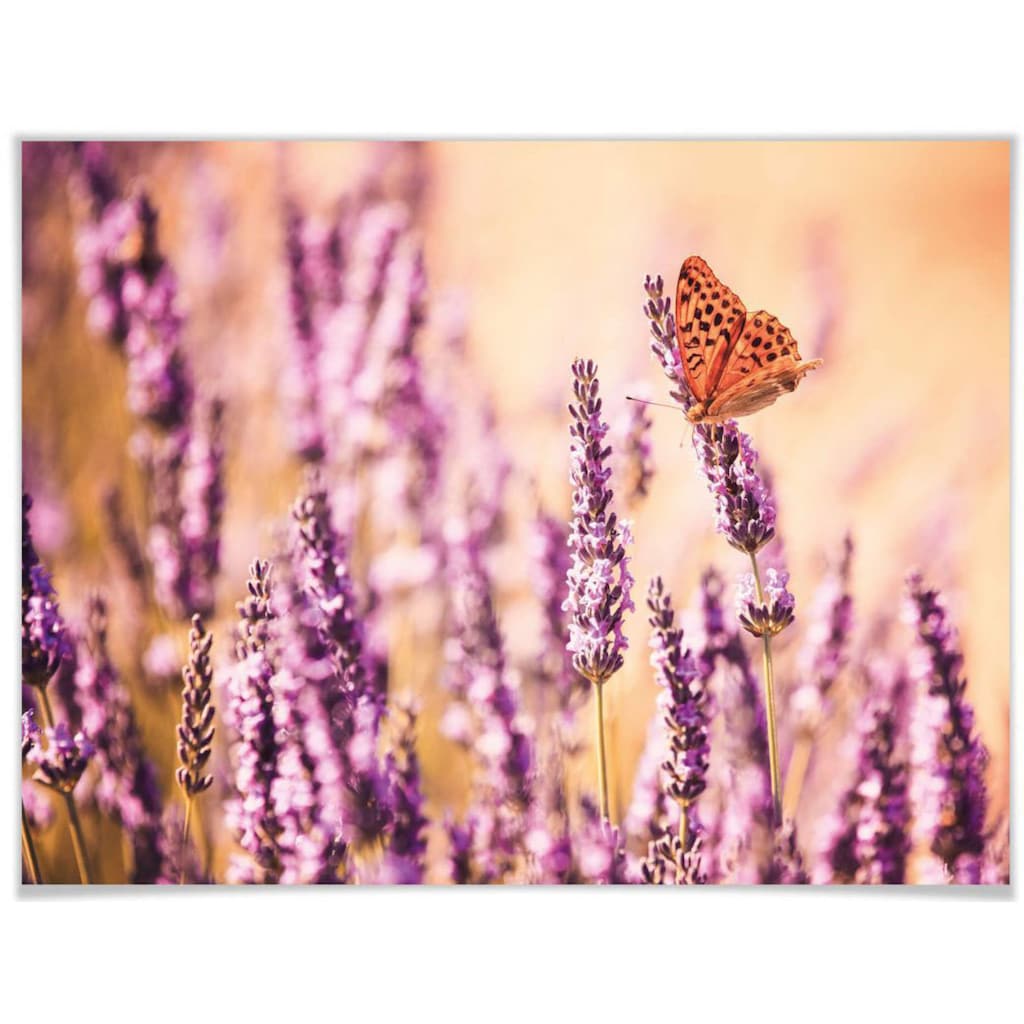 Wall-Art Poster »Schmetterling Lavendel«, Schmetterlinge, (Set, 1 St.)