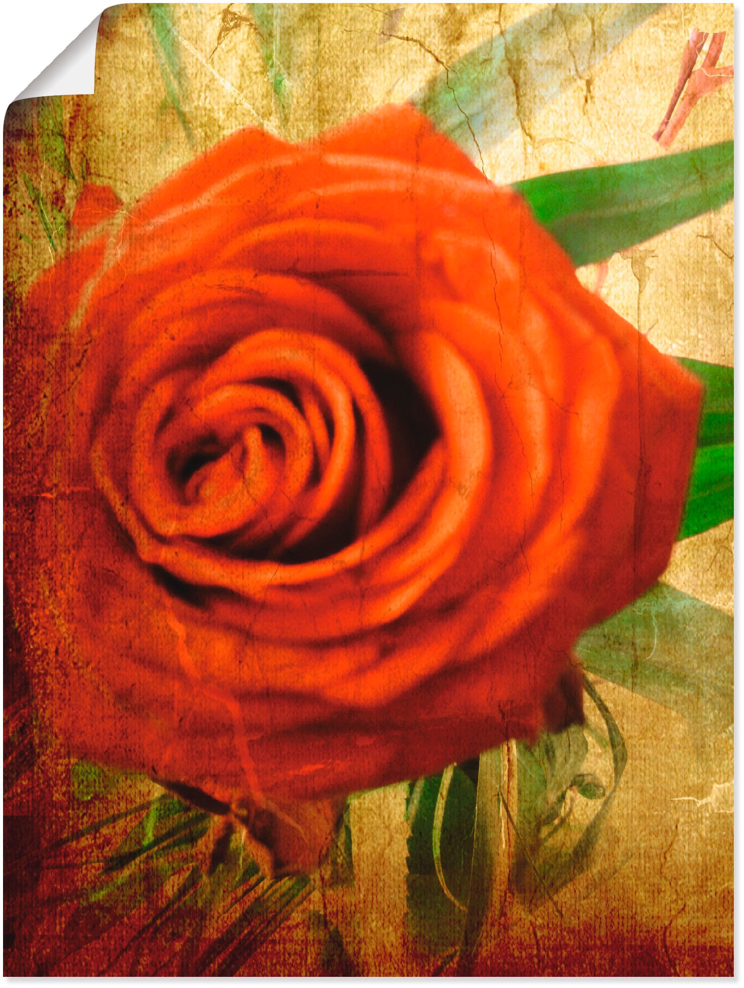 Artland Wandbild »Rose II«, Blumen, (1 St.), in vielen Größen & Produktarten - Alubild / Outdoorbild für den Außenbereich, Leinwandbild, Poster, Wandaufkleber / Wandtattoo auch für Badezimmer geeignet