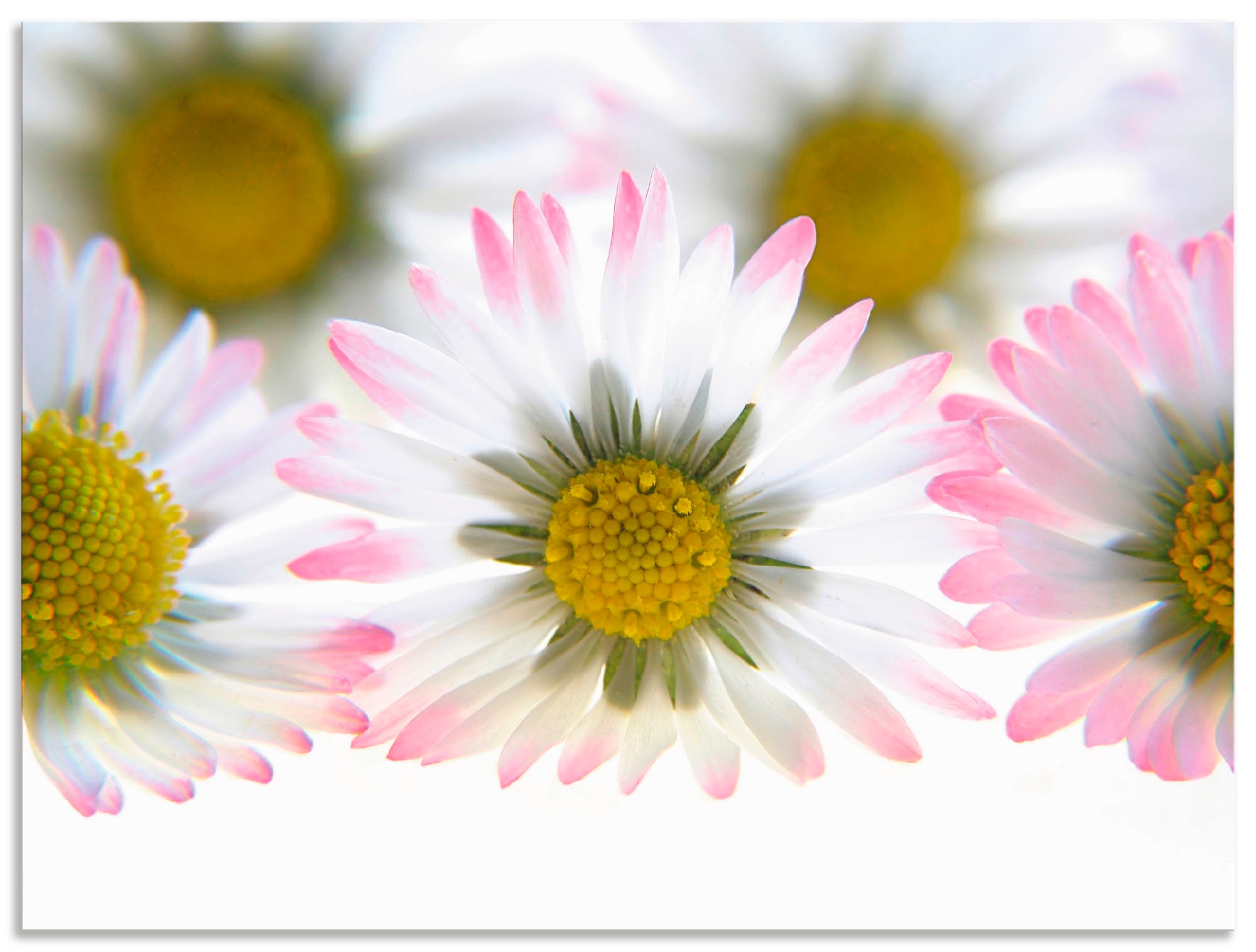 Artland Wandbild »Frühlingsgänseblümchen«, Blumen, (1 St.), in vielen Größen & Produktarten - Alubild / Outdoorbild für den Außenbereich, Leinwandbild, Poster, Wandaufkleber / Wandtattoo auch für Badezimmer geeignet