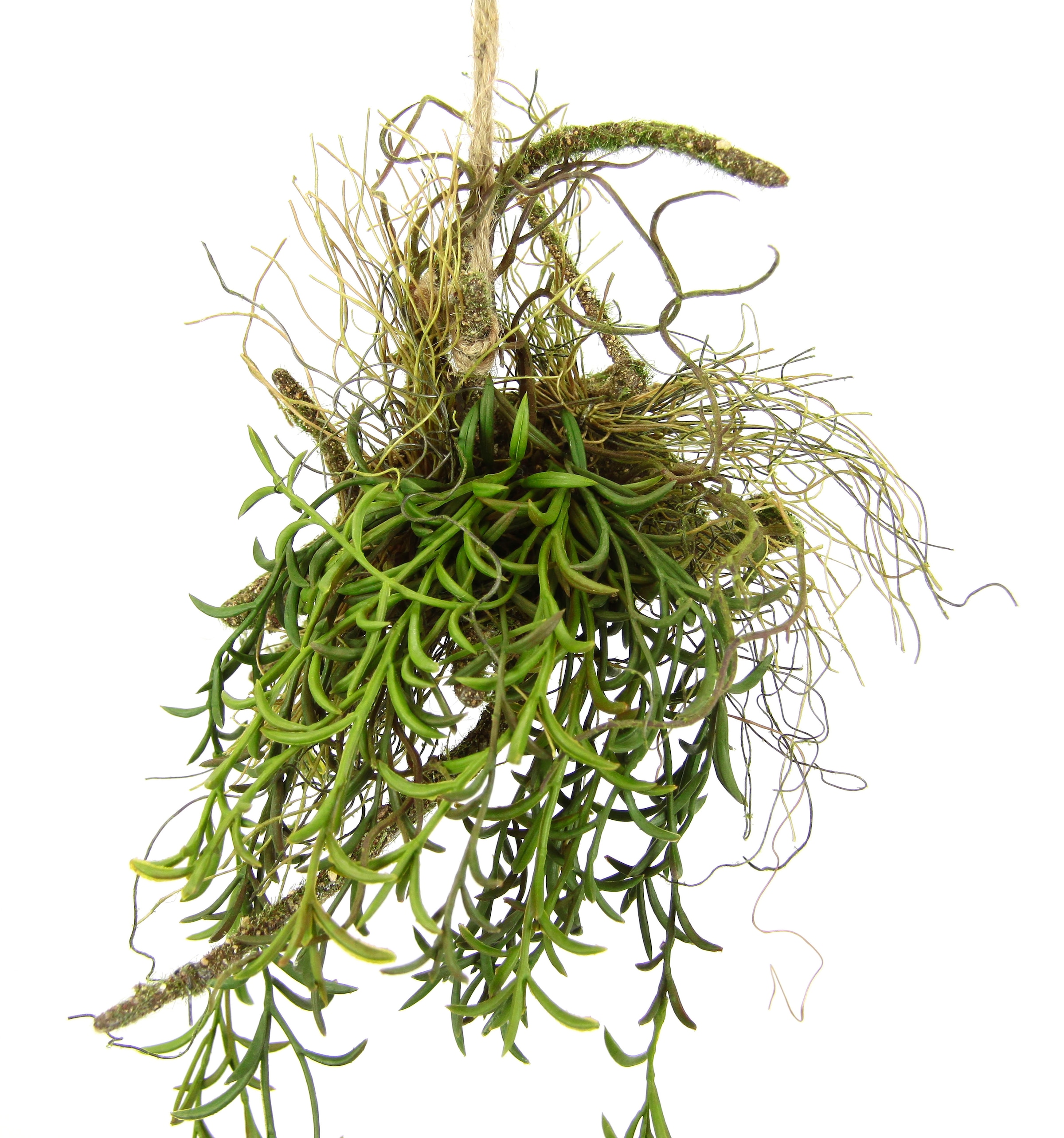 kaufen Ast Kunstpflanze Hänger OTTO »Tillandsia«, Moos Kunstpflanze Hängeampel I.GE.A. Künstlicher auf bei