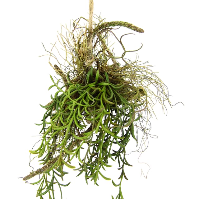 I.GE.A. Kunstpflanze »Tillandsia«, Hänger auf Ast Künstlicher Moos  Hängeampel Kunstpflanze kaufen bei OTTO