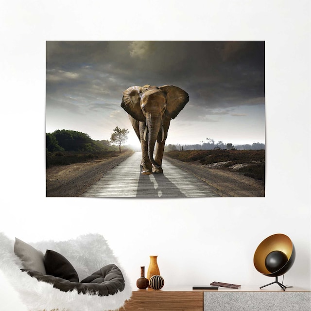 Reinders! Poster »Elefantenkönig« kaufen online bei OTTO