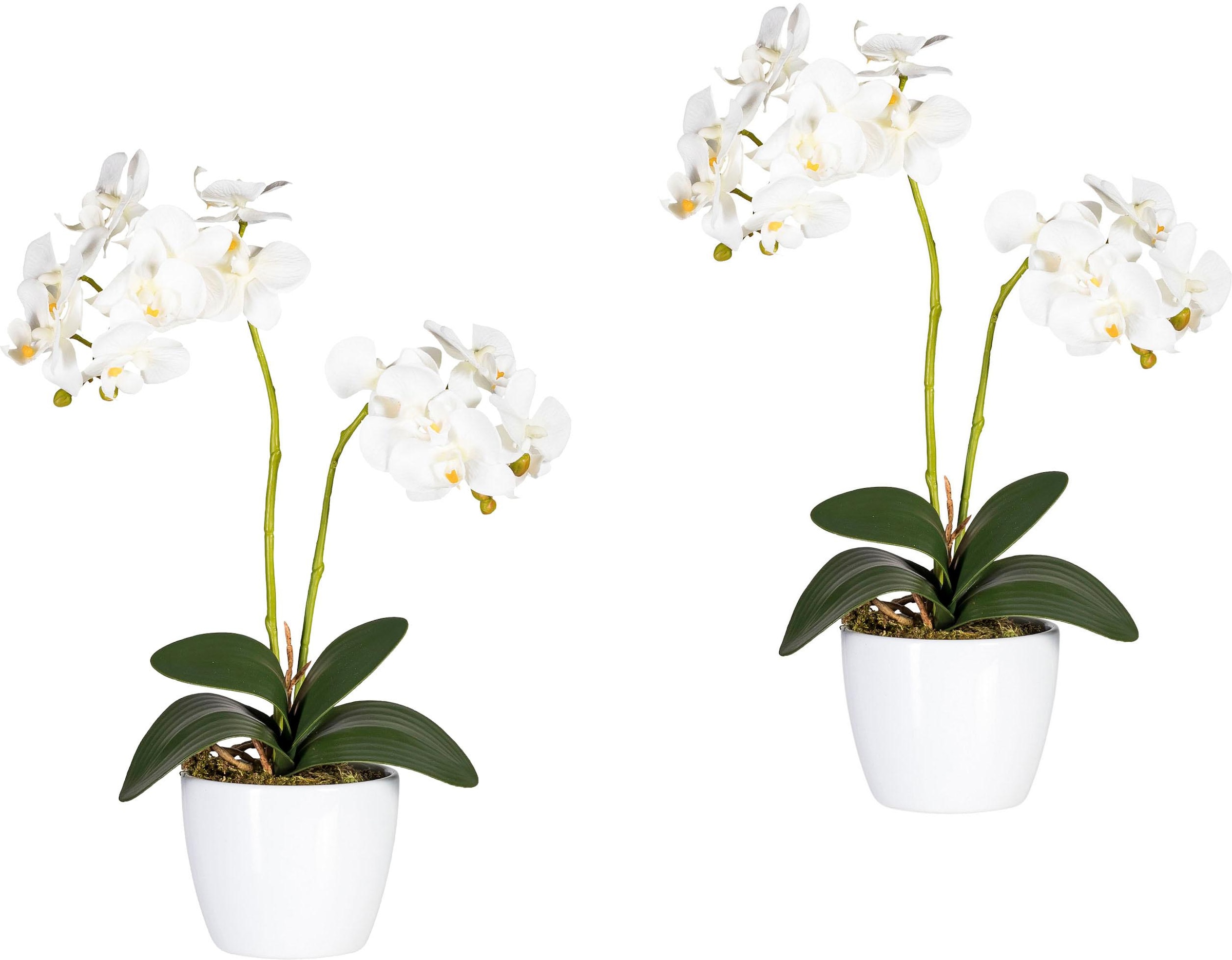 Creativ green Kunstpflanze »Phalaenopsis«