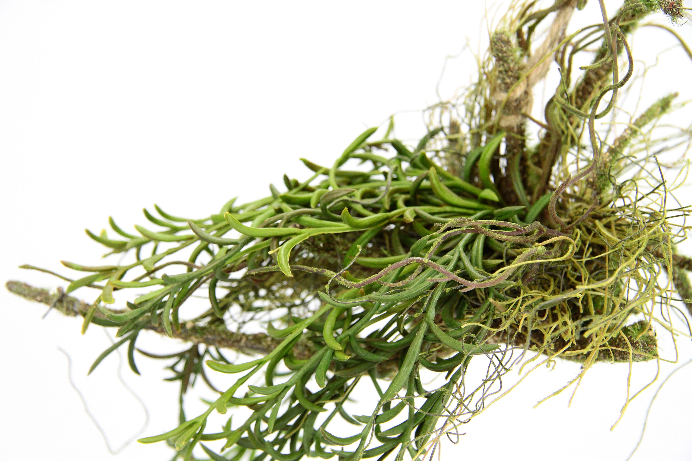 I.GE.A. Kunstpflanze »Tillandsia«, Hänger auf Ast Künstlicher Moos  Hängeampel Kunstpflanze kaufen bei OTTO | Kunstpflanzen
