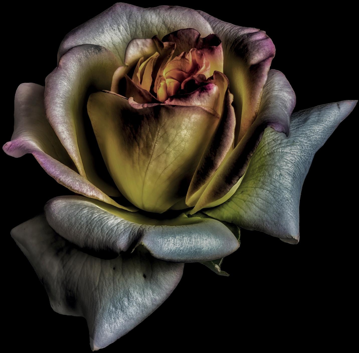 queence Dekokissen »Blüte« Kissenhülle ohne Füllung, 1 Stück