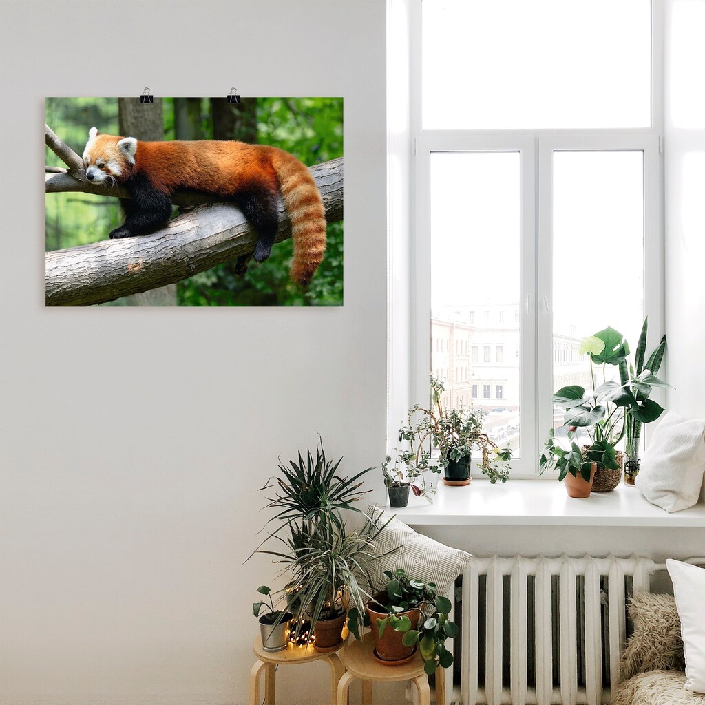 Artland Wandbild »Roter Panda«, Wildtiere, (1 St.)