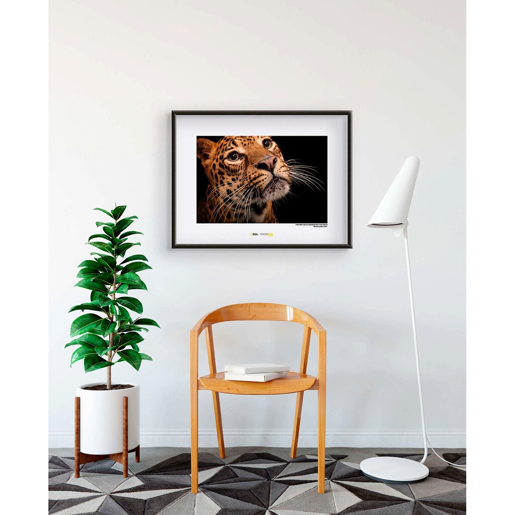 Komar Poster »Javan Leopard«, Tiere