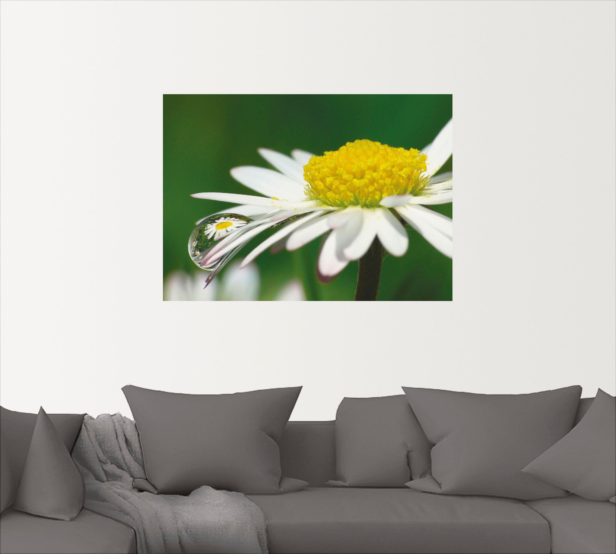 Artland Wandbild »Gänseblümchen mit Wassertropfen«, Blumen, (1 St.), als Leinwandbild, Wandaufkleber oder Poster in versch. Größen