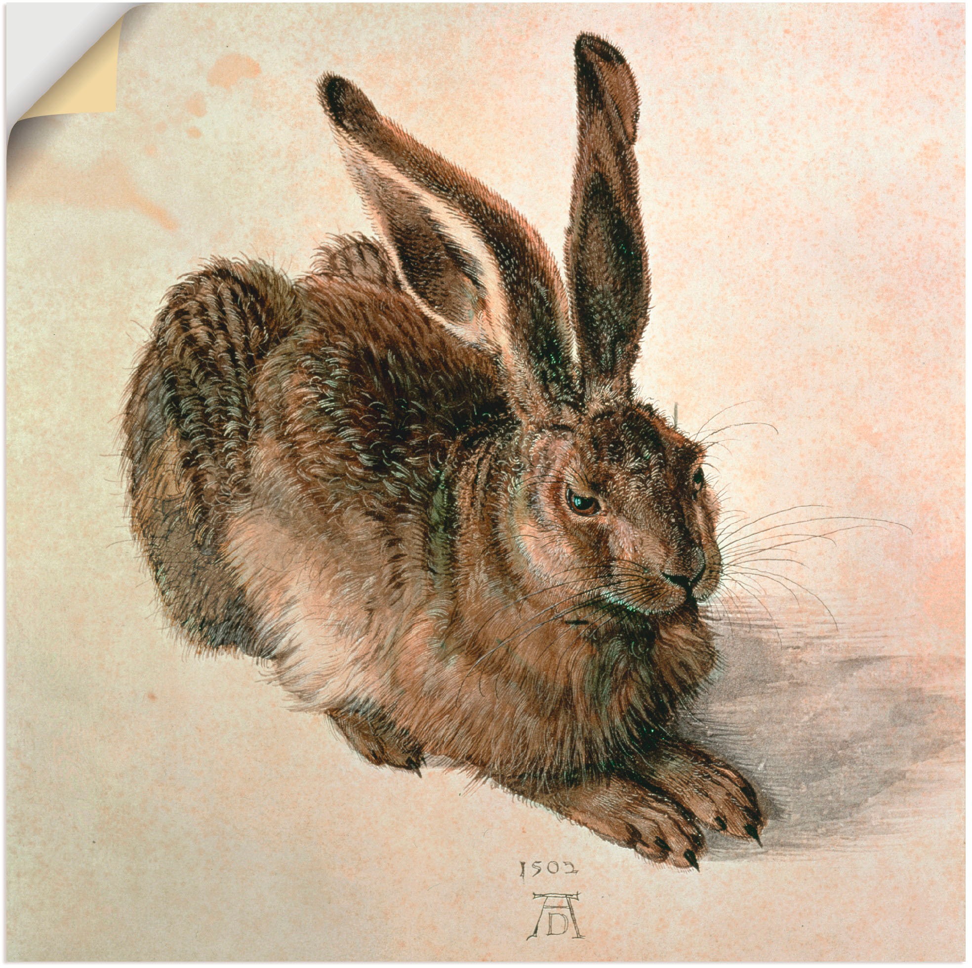 Artland Wandbild »Junger Feldhase. 1502«, Wildtiere, (1 St.), in vielen Größen & Produktarten -Leinwandbild, Poster, Wandaufkleber / Wandtattoo auch für Badezimmer geeignet