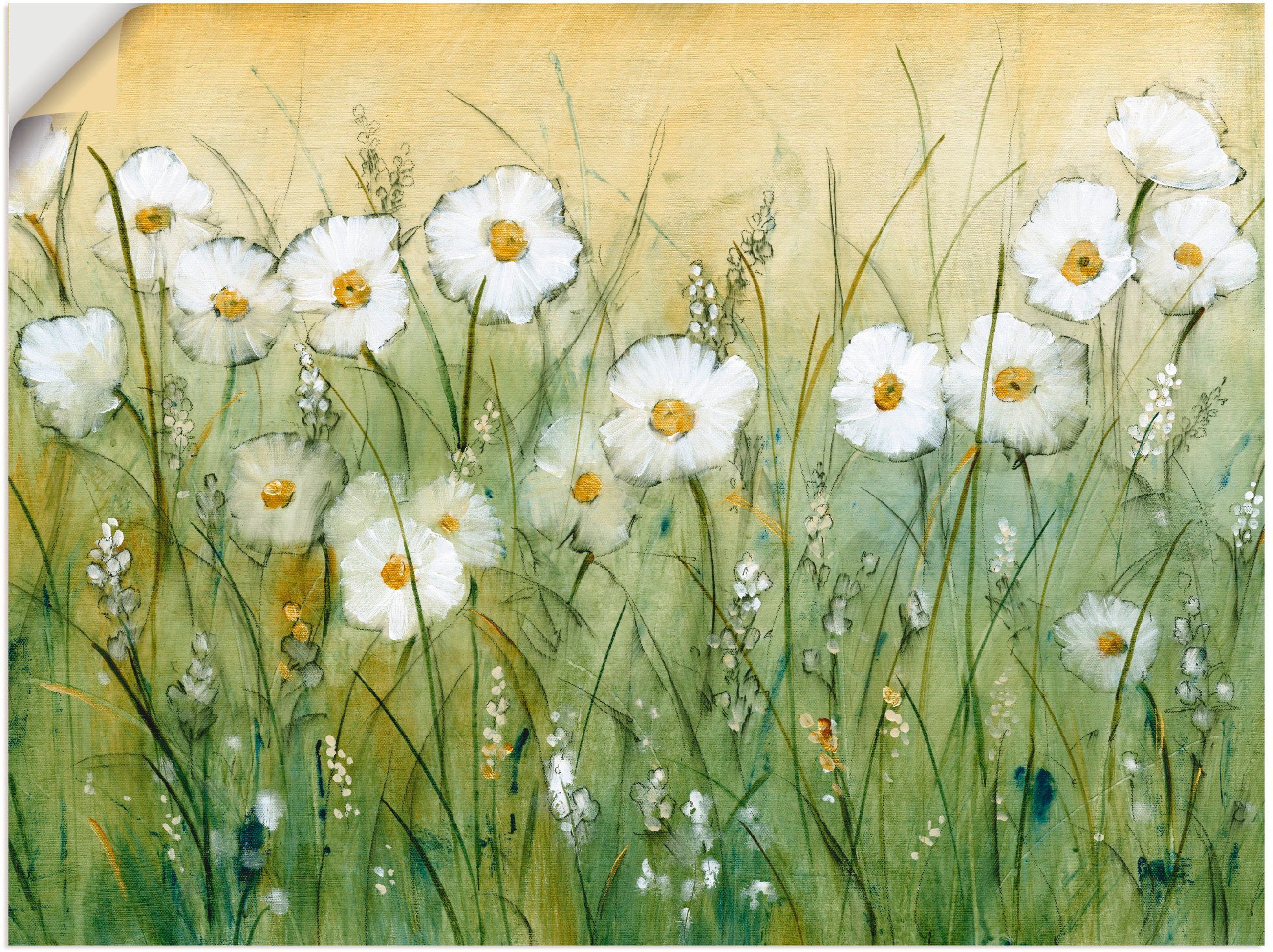 Artland Wandbild »Gänseblümchenfrühling II«, Blumen, (1 St.), in vielen Größen & Produktarten - Alubild / Outdoorbild für den Außenbereich, Leinwandbild, Poster, Wandaufkleber / Wandtattoo auch für Badezimmer geeignet