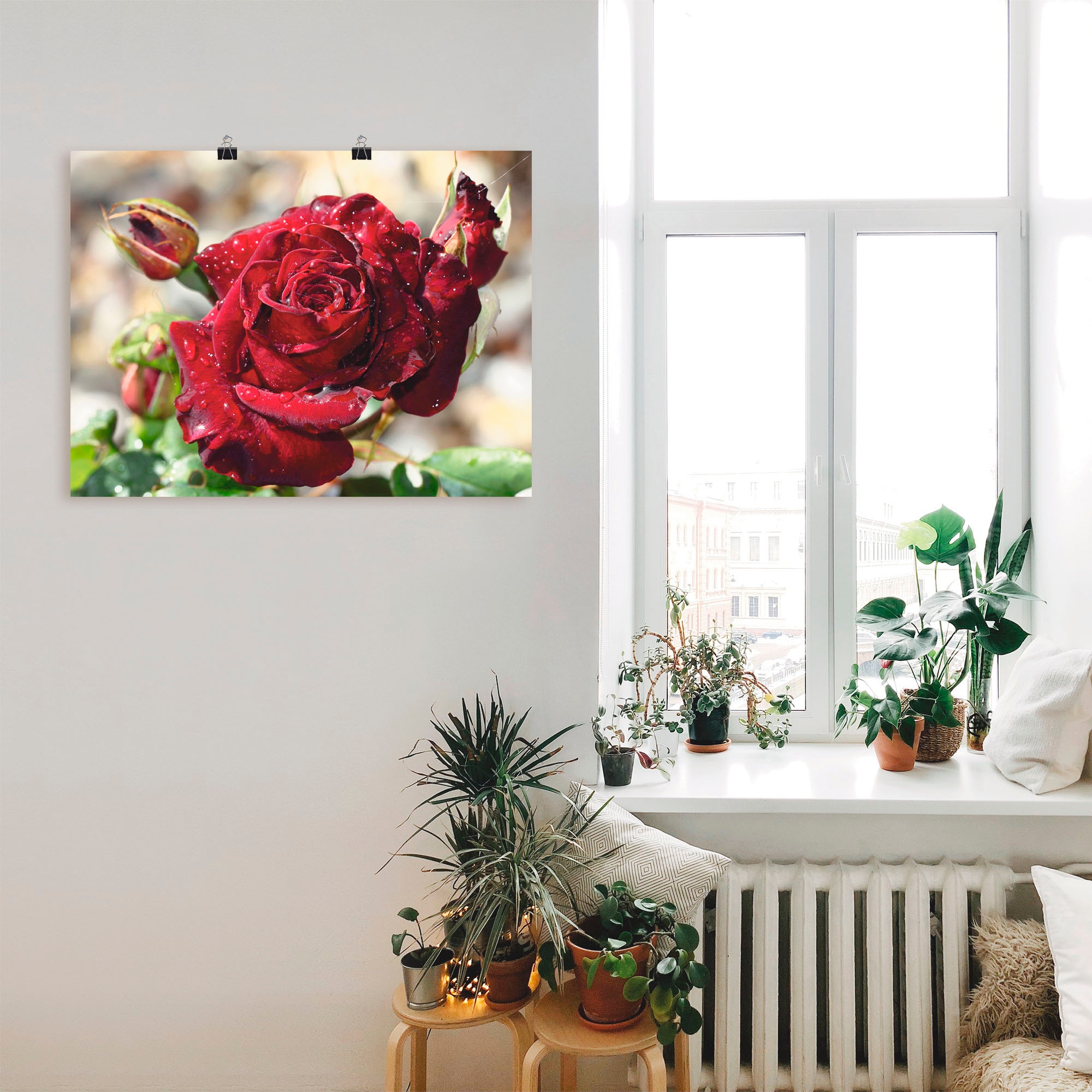 Artland Wandbild »Tröpfchenrose« Blumen 1 Stk. tlg. als Leinwandbild, Poster in verschied. Größen