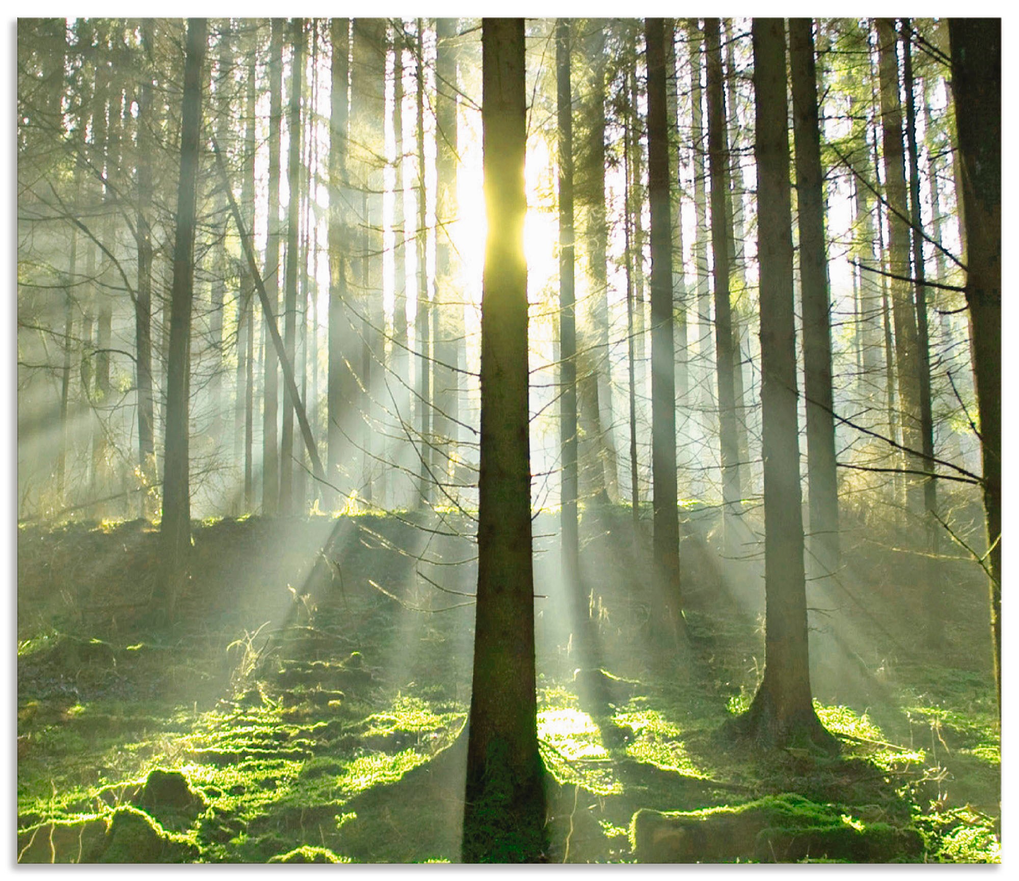 Artland Küchenrückwand »Wald im Gegenlicht«