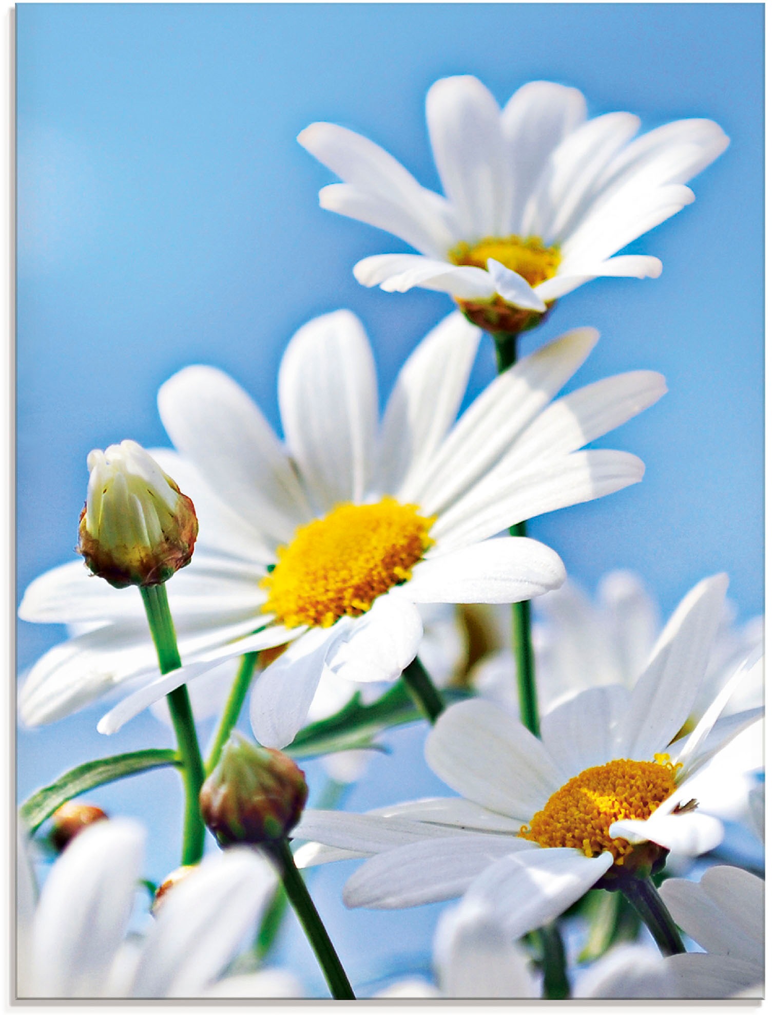 Artland Glasbild »Blumen - Margeriten«, Blumen, (1 St.)
