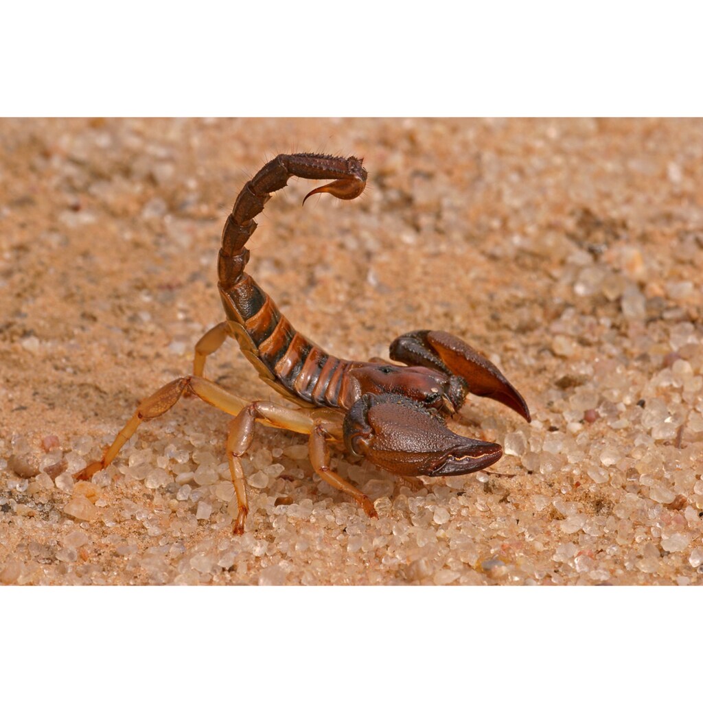 Papermoon Fototapete »Aggressiver Skorpion«