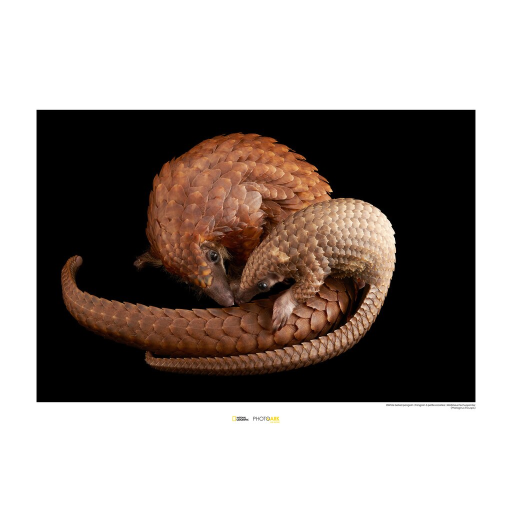 Komar Poster »White Bellied Pangolin«, Tiere, Höhe: cm