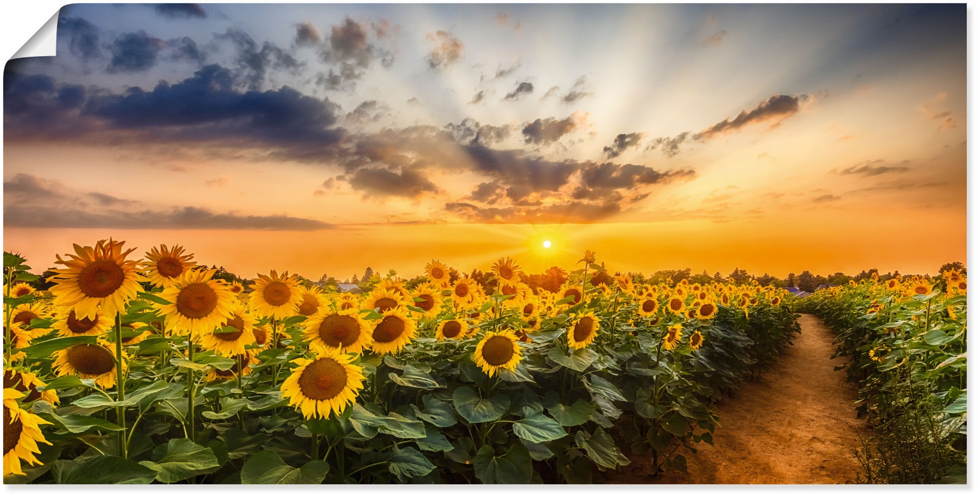 Artland Wandbild »Sonnenblumenfeld bei Sonnenuntergang«, Blumenbilder, (1 St.), als Alubild, Outdoorbild, Leinwandbild, Poster in verschied. Größen