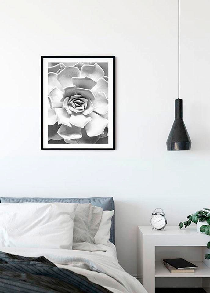 Komar Bild »Succulent Closeup« Blätter | Pflanzen 1 Stk. tlg. Wandbild zur Dekoration - ohne Rahmen