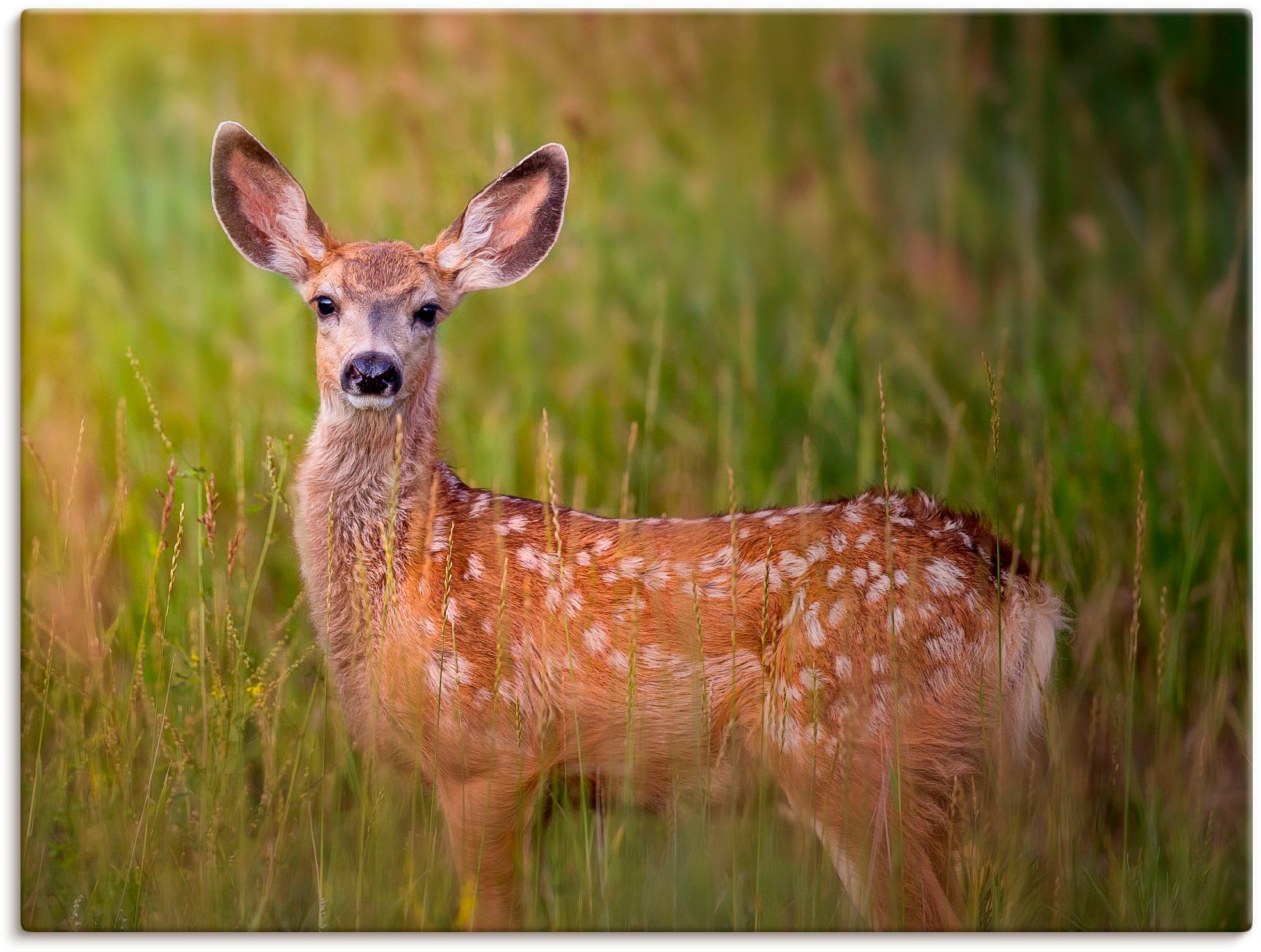 Leinwandbild »Hirsch Beobachtung IV«, Wildtiere, (1 St.), auf Keilrahmen gespannt