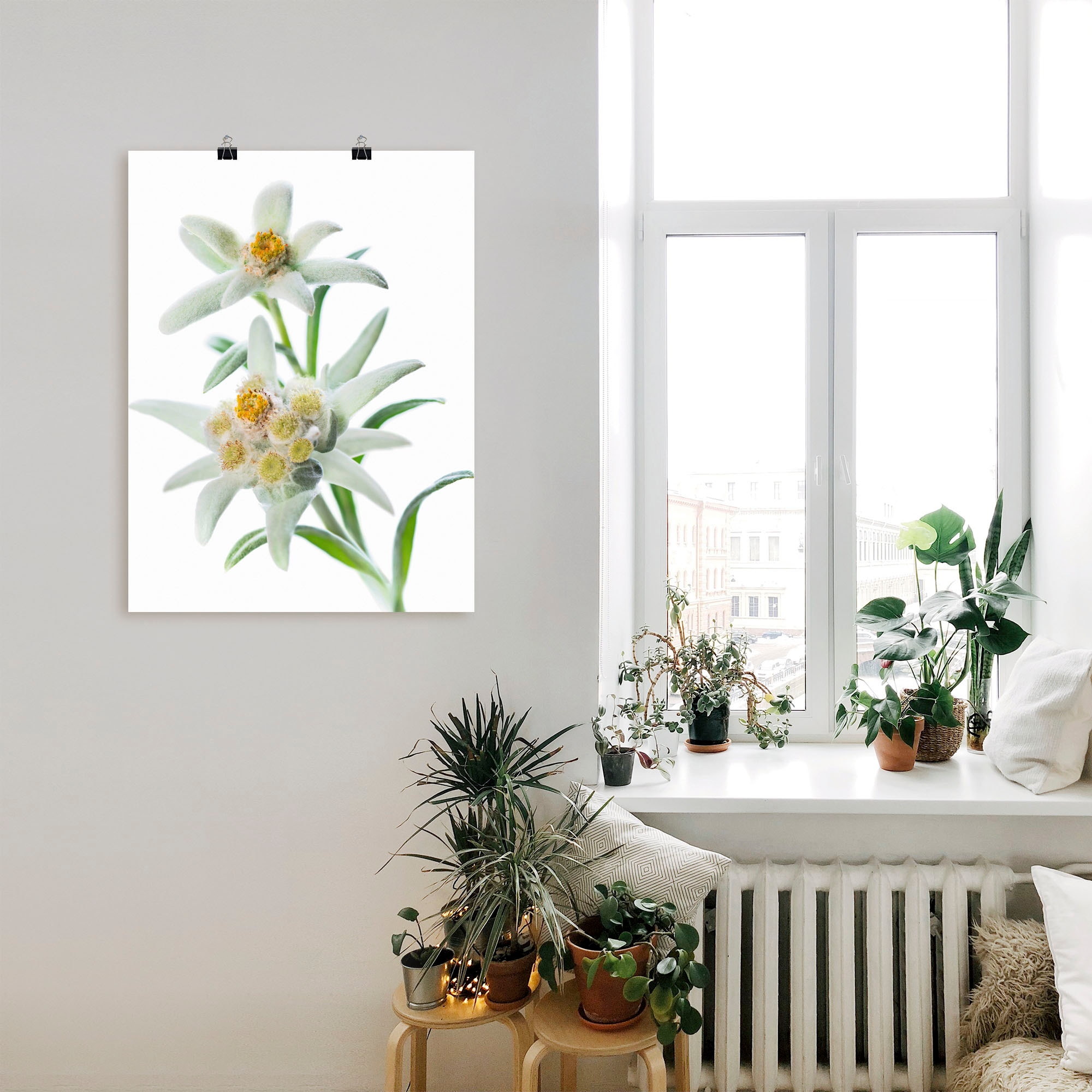 Artland Wandbild »Edelweiss«, Blumen, (1 St.), als Poster, Wandaufkleber in verschied. Größen