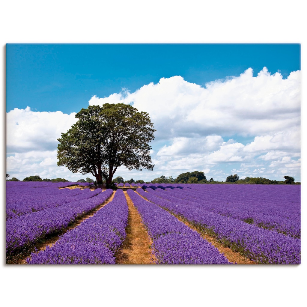 Artland Wandbild »Schönes Lavendelfeld im Sommer«, Felder, (1 St.)