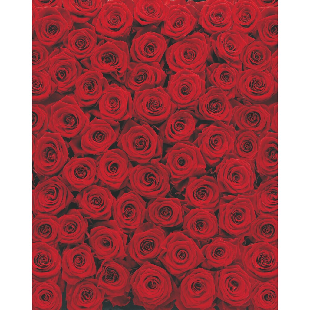 Komar Fototapete »Roses«, bedruckt-floral-geblümt, ausgezeichnet lichtbeständig