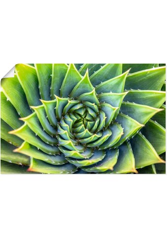 Artland Wandbild »Grüne Spirale«, Pflanzenbilder, (1 St.), in vielen Größen &... kaufen