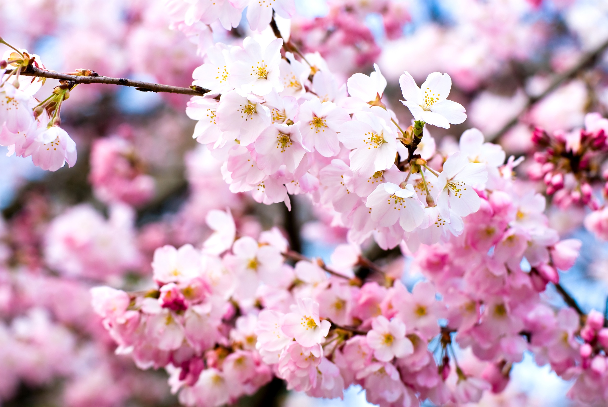 Fototapete »Cherry Blossoms«