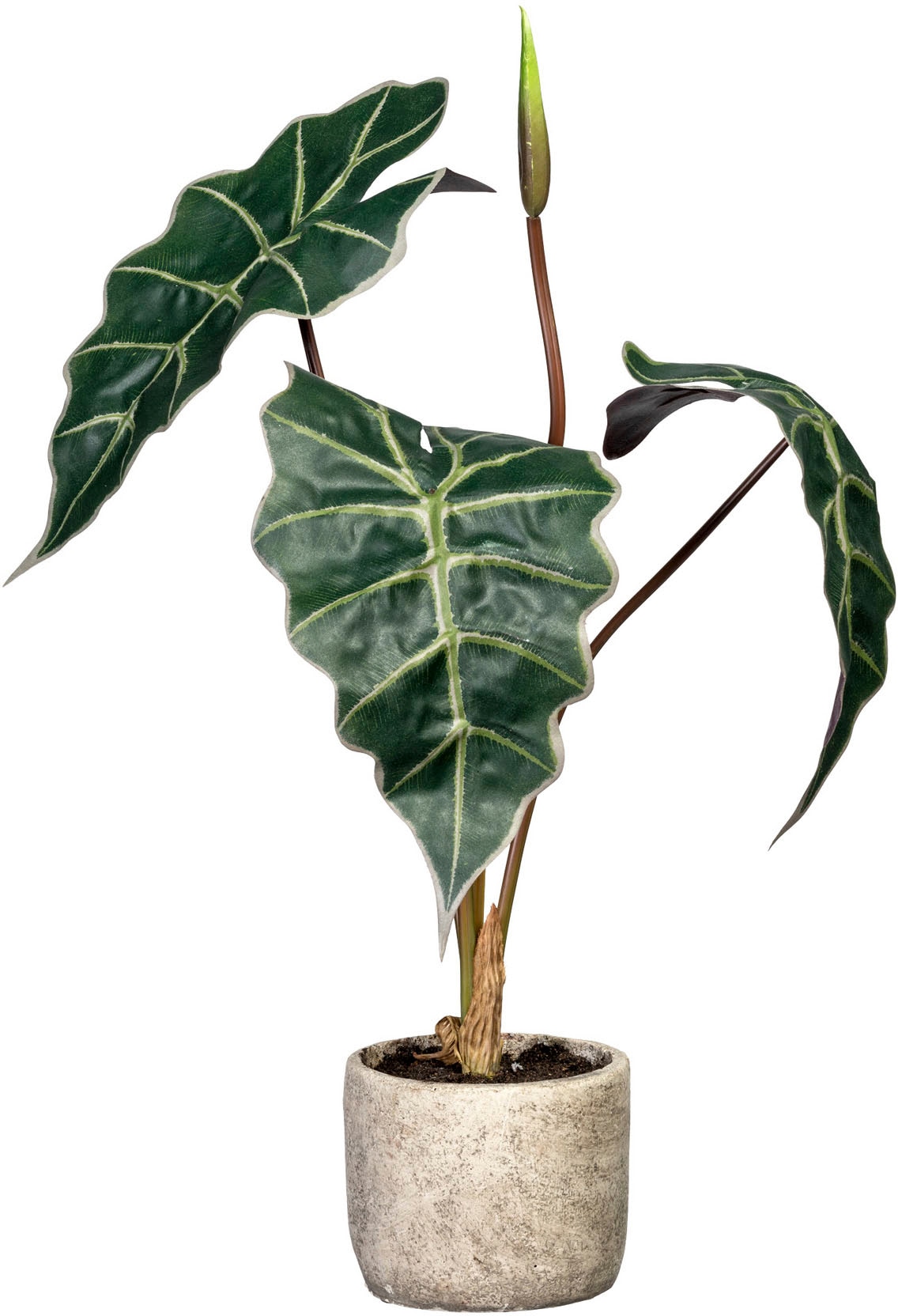 Künstliche Zimmerpflanze »Alocasia«, im Zementtopf