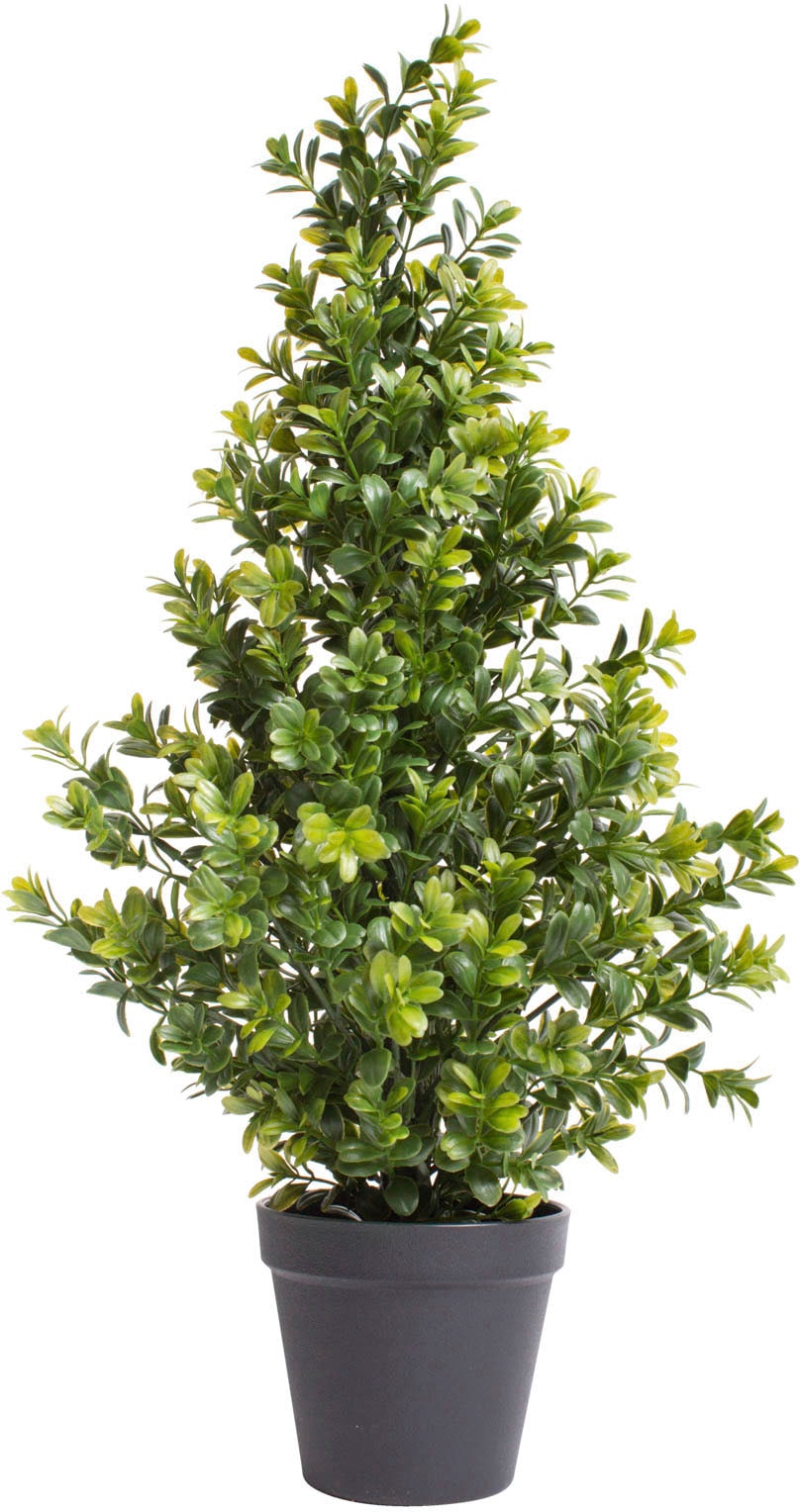 Botanic-Haus Künstliche Zimmerpflanze »Buchsbaum im Topf«, (1 St.) kaufen  im OTTO Online Shop