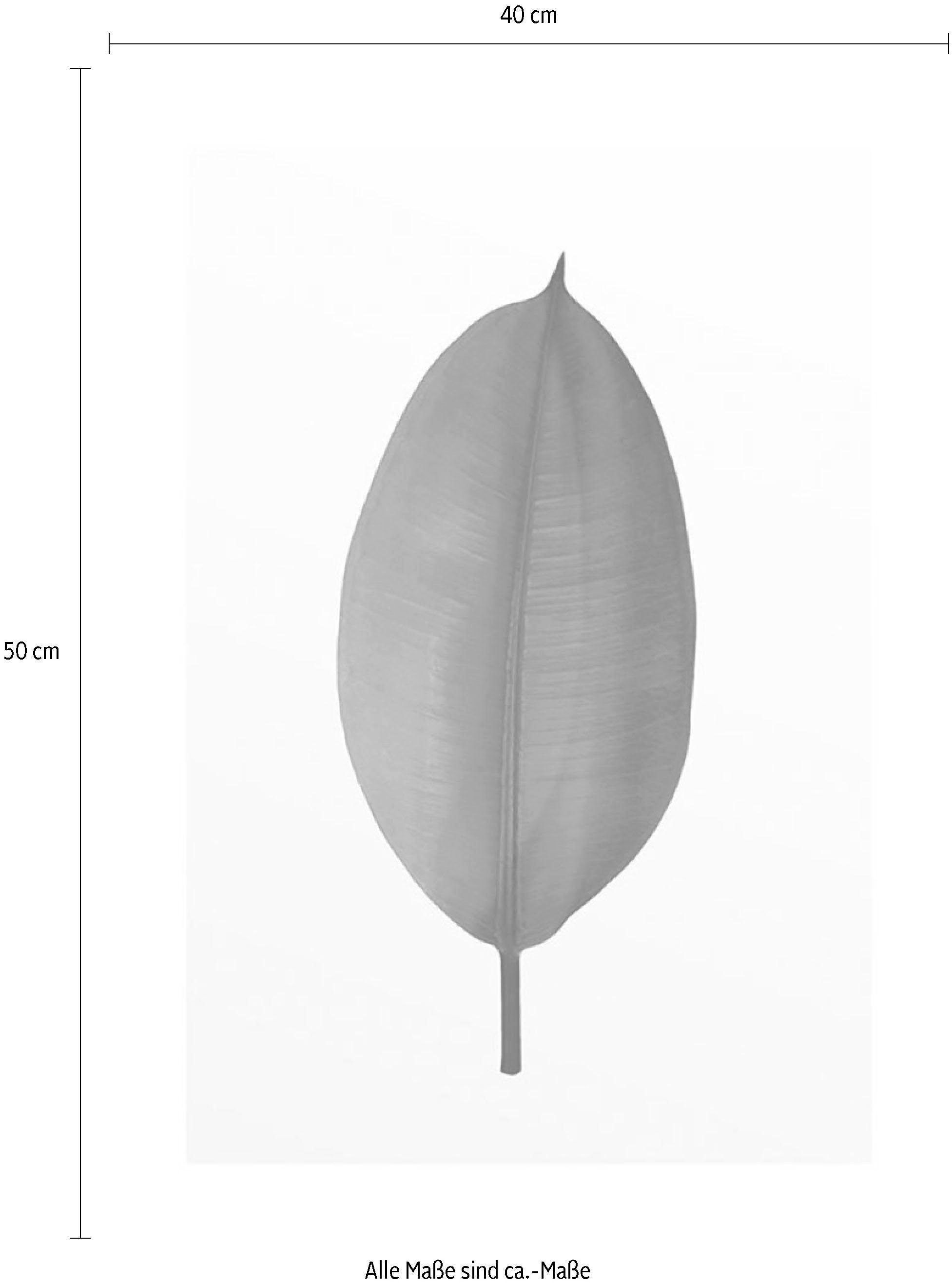 Komar Bild »Ficus Leaf«, Pflanzen-Blätter, (1 St.), Wandbild zur Dekoration - ohne Rahmen
