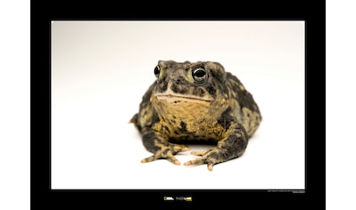 Komar Poster »Wyoming Toad«, Tiere, Höhe: 50cm kaufen
