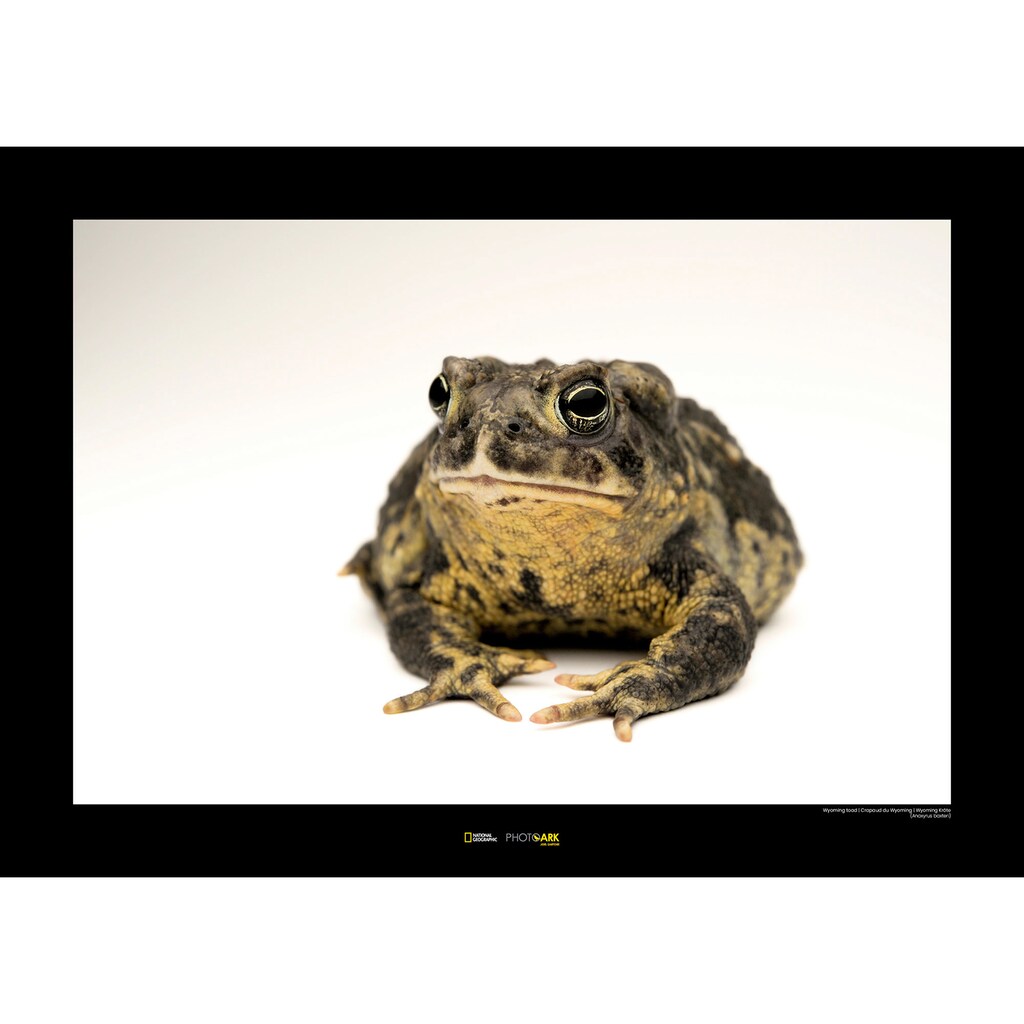 Komar Poster »Wyoming Toad«, Tiere