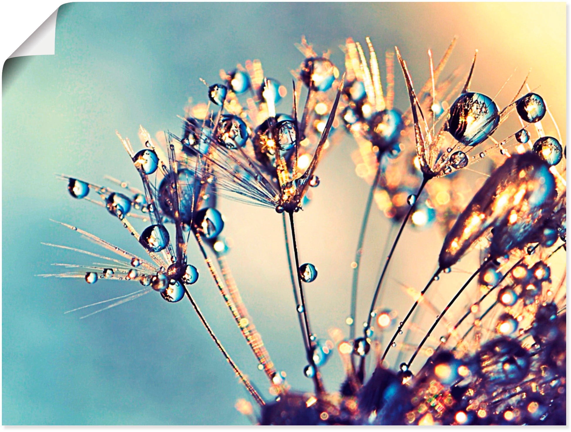 Artland Wandbild »Pusteblume Glitzertau«, Blumen, (1 St.), in vielen Größen & Produktarten -Leinwandbild, Poster, Wandaufkleber / Wandtattoo auch für Badezimmer geeignet