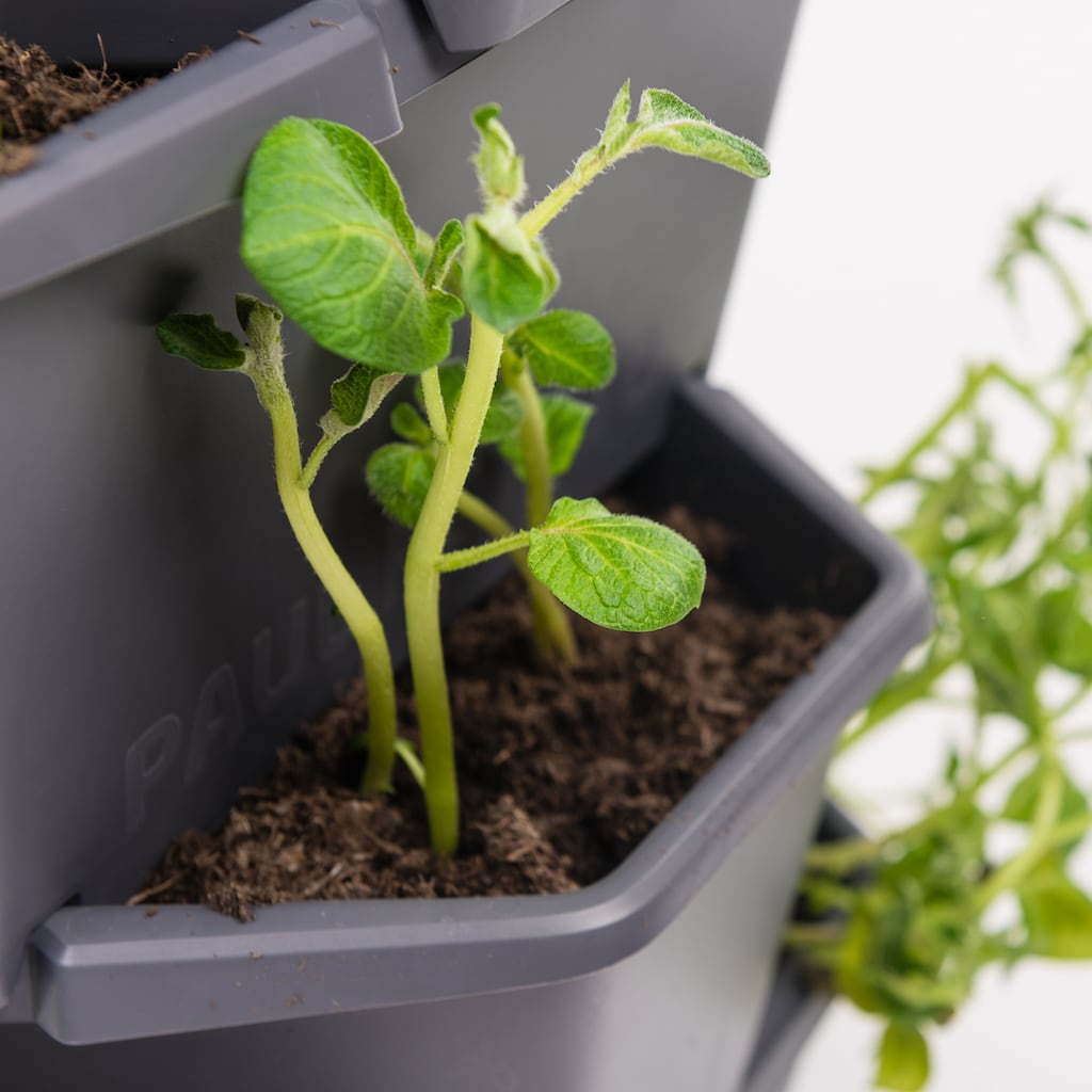 Gusta Garden Pflanzkübel »Paul Potato, 4 Etagen«, (4 St.)