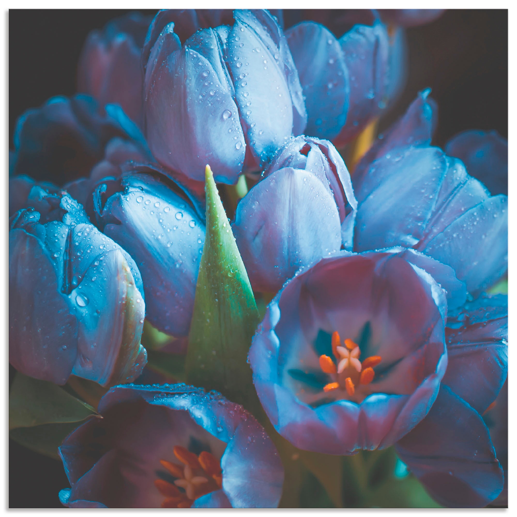 Artland Wandbild »Tulpen«, Blumen, (1 St.)