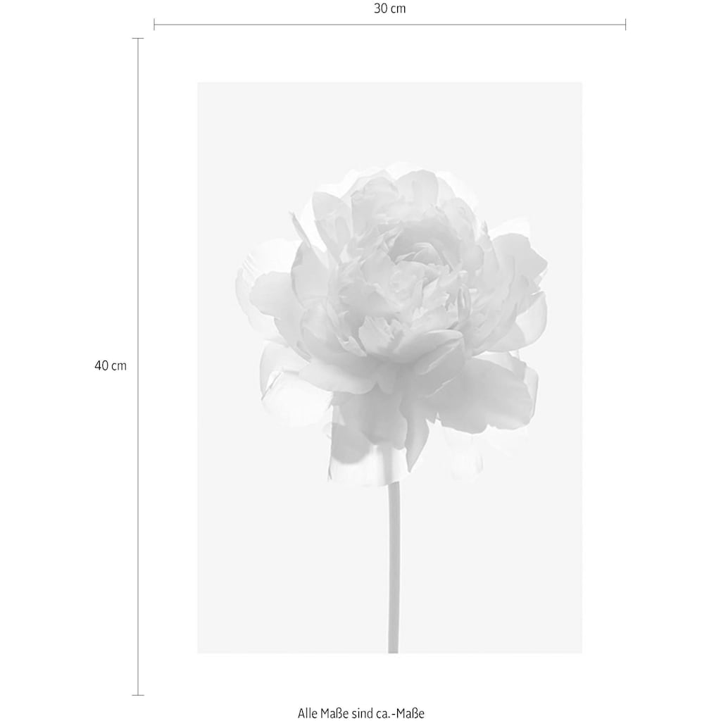 Komar Poster »Rose«, Blumen, Höhe: 70cm