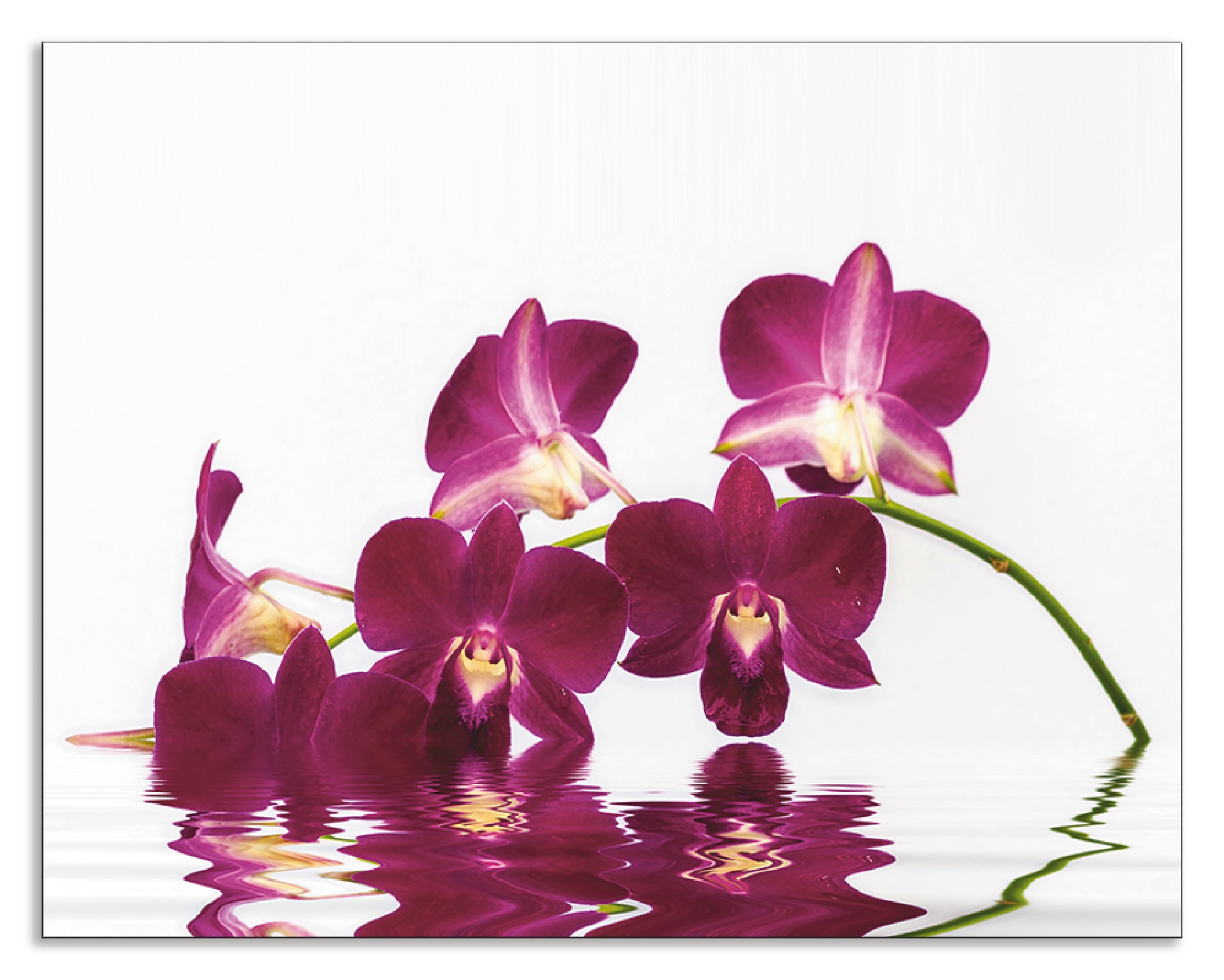 Artland Küchenrückwand »Phalaenopsis Orchidee«